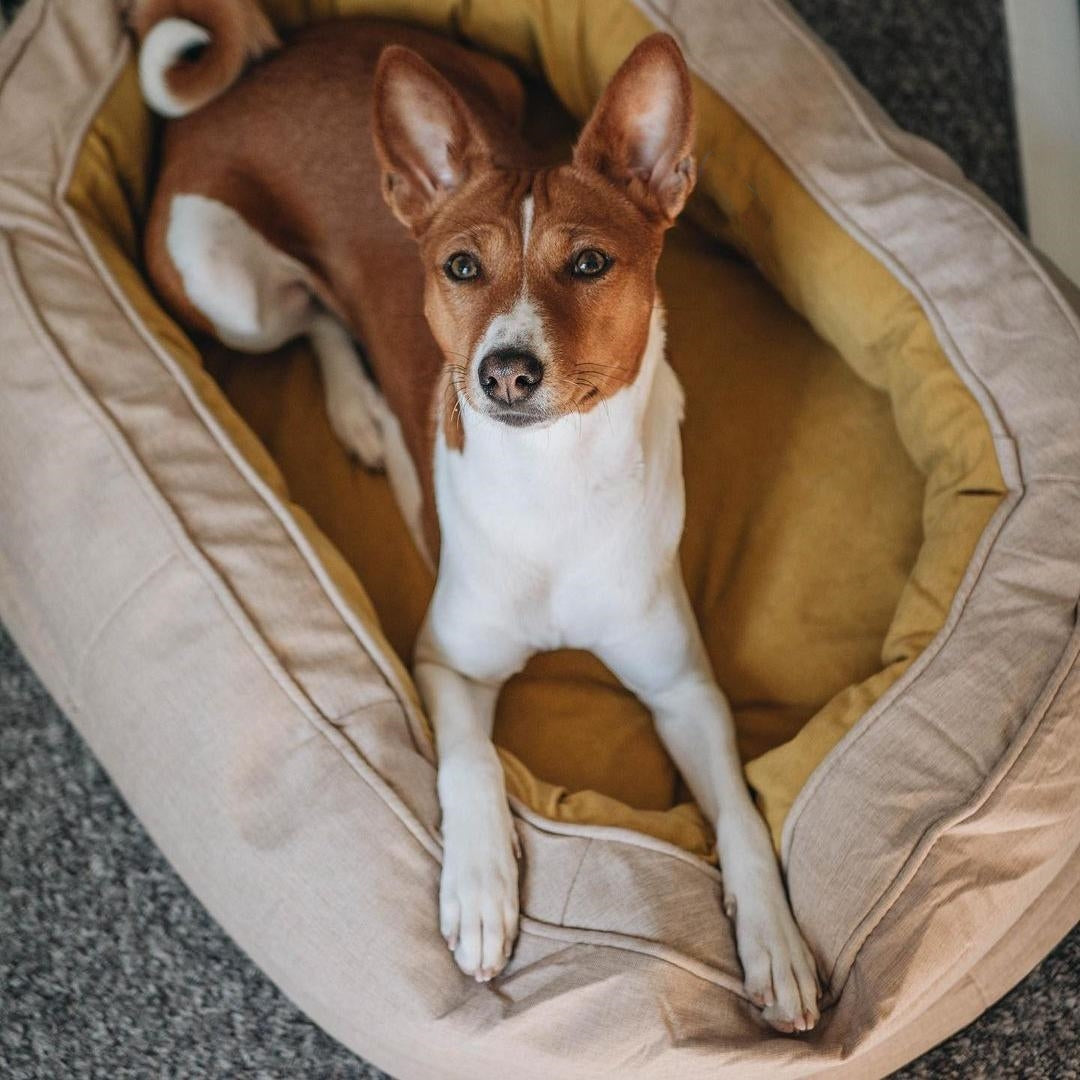 fonctionnalité lit pour chien