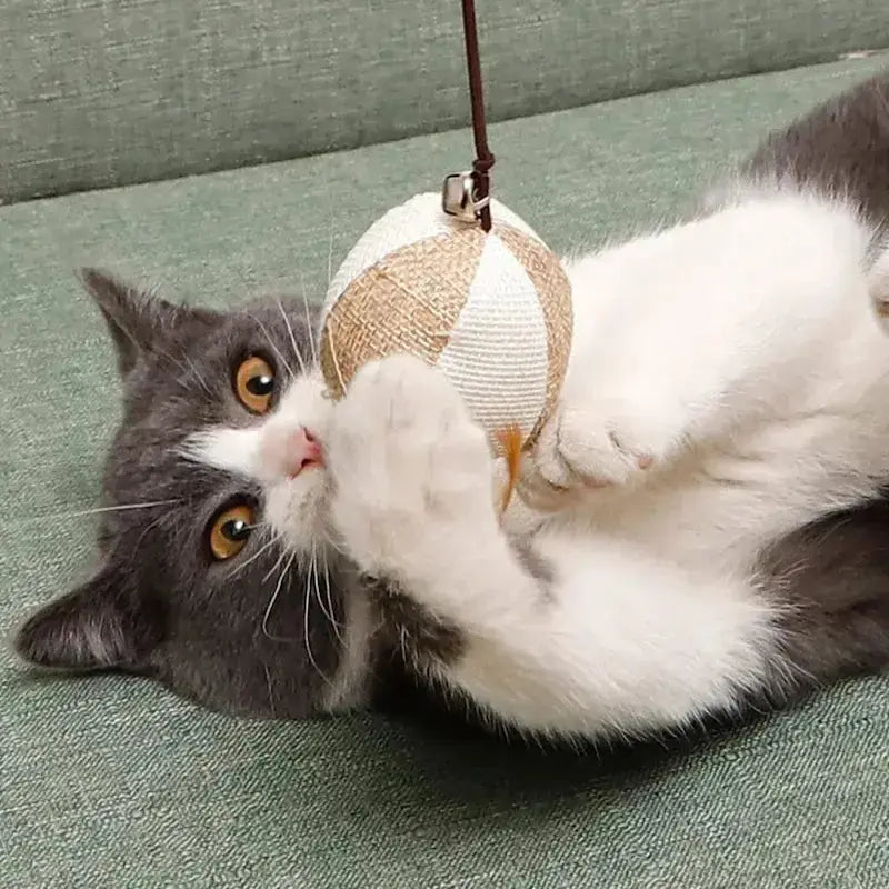 Capture et chasse pour chat