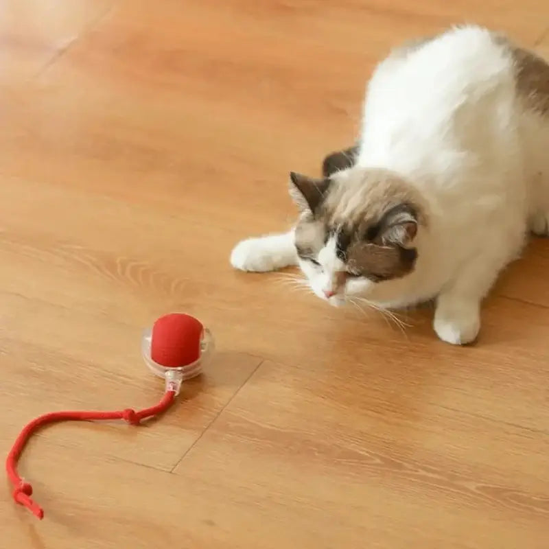 mouvement balle chat