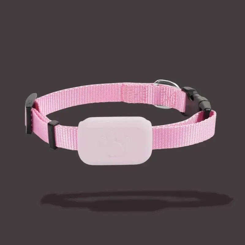 collier gps félin