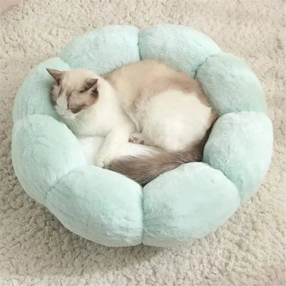 Confort absolu pour chat