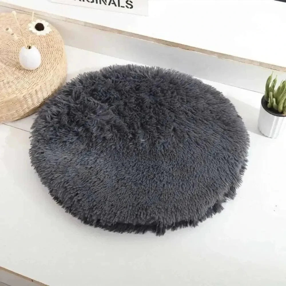 chat relax sur coussin