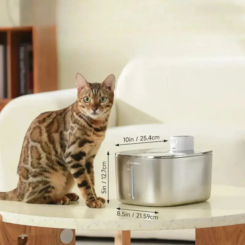 design innovant fontaine à eau chat