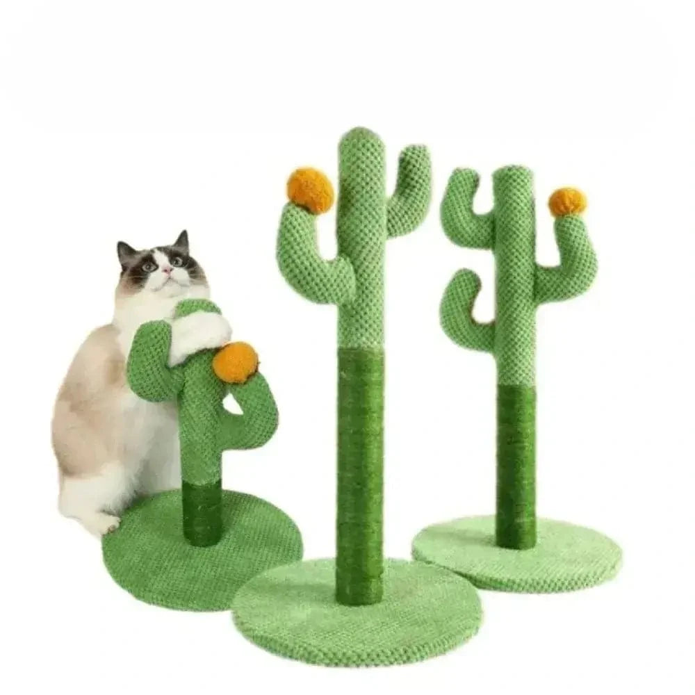 cactus griffoir robuste