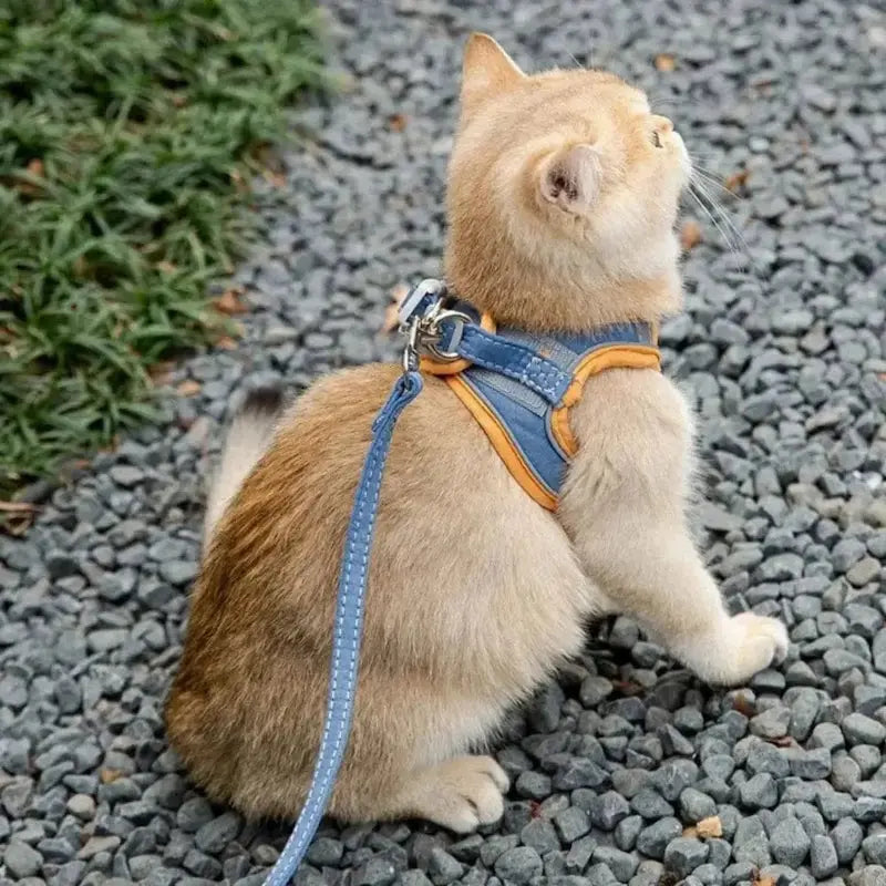 antifugue pour chat