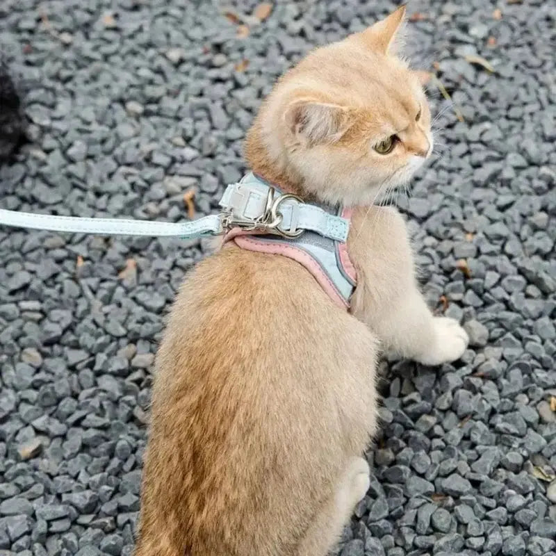 sécurité maximale chat