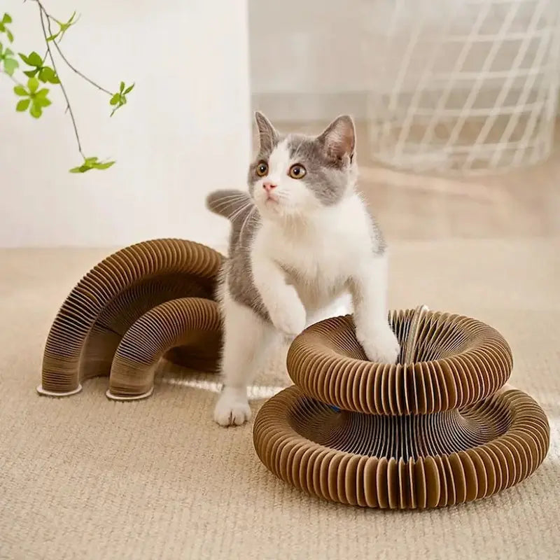 chat jouant avec griffoir balle