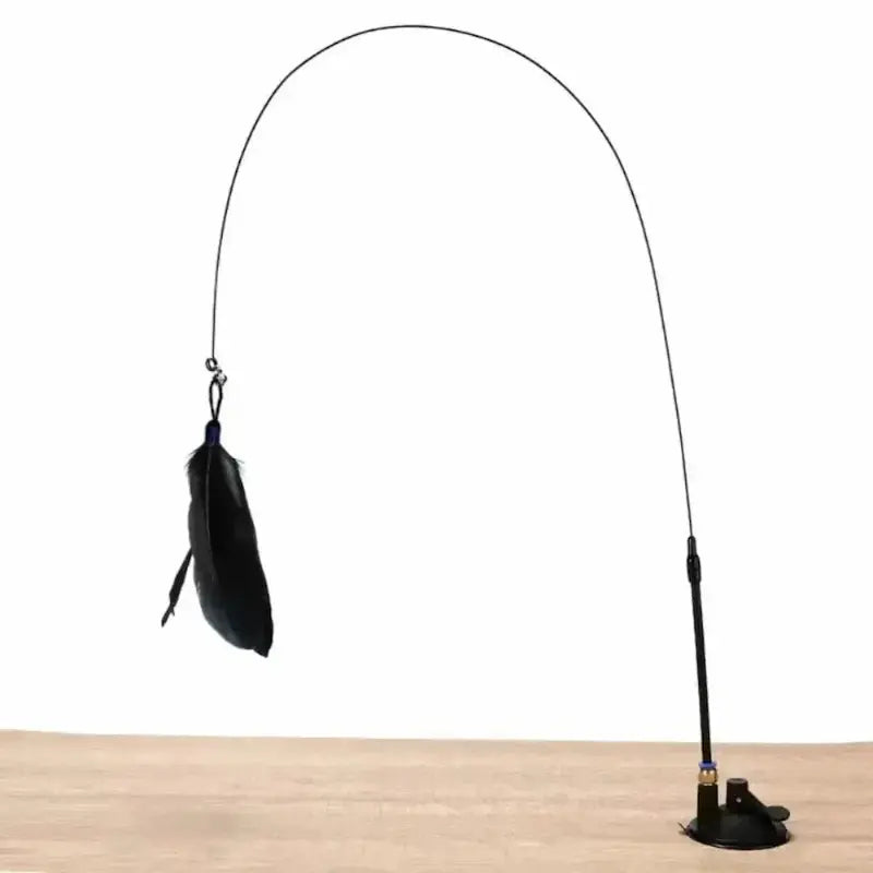 amusement garanti chat