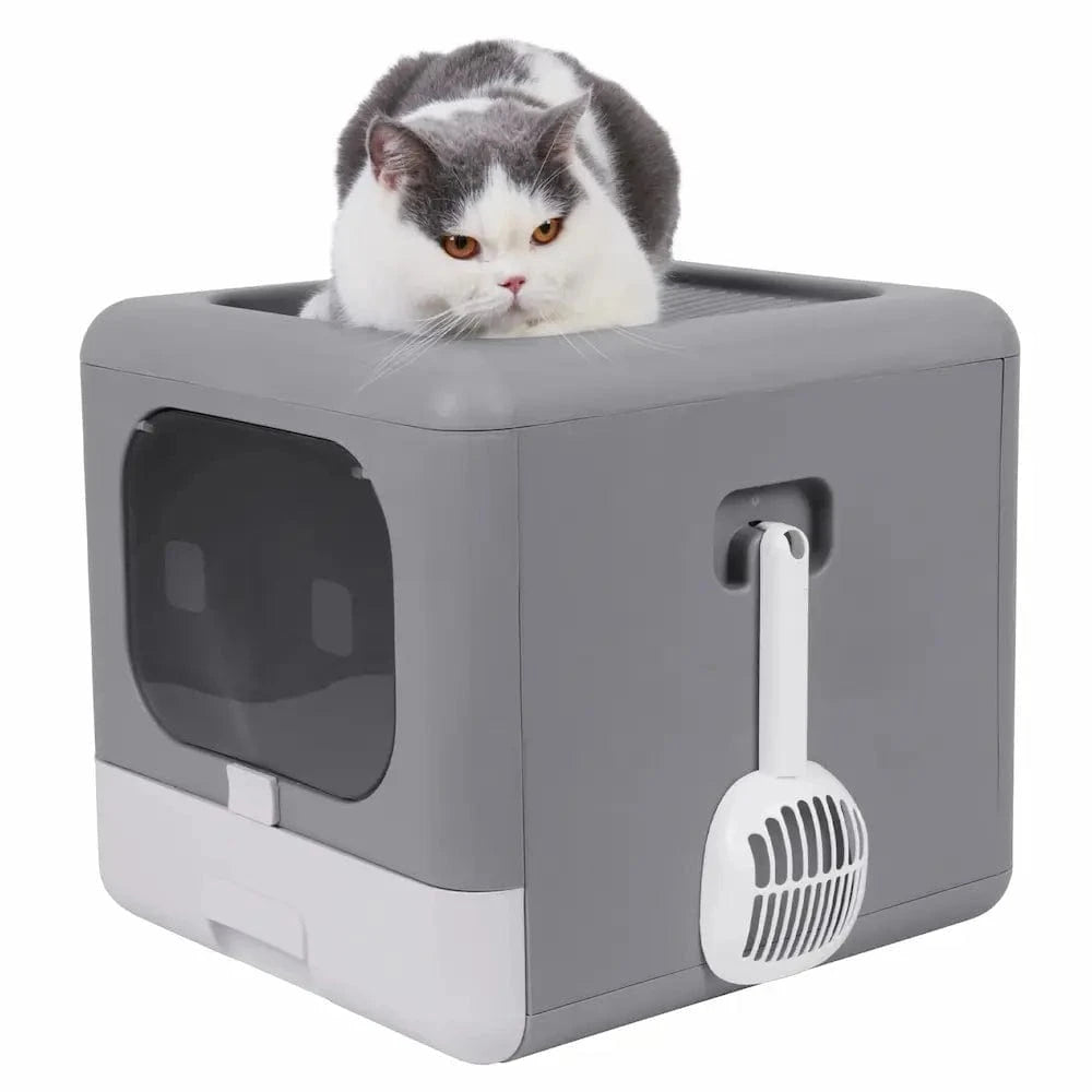 Maison toilette innovation chat