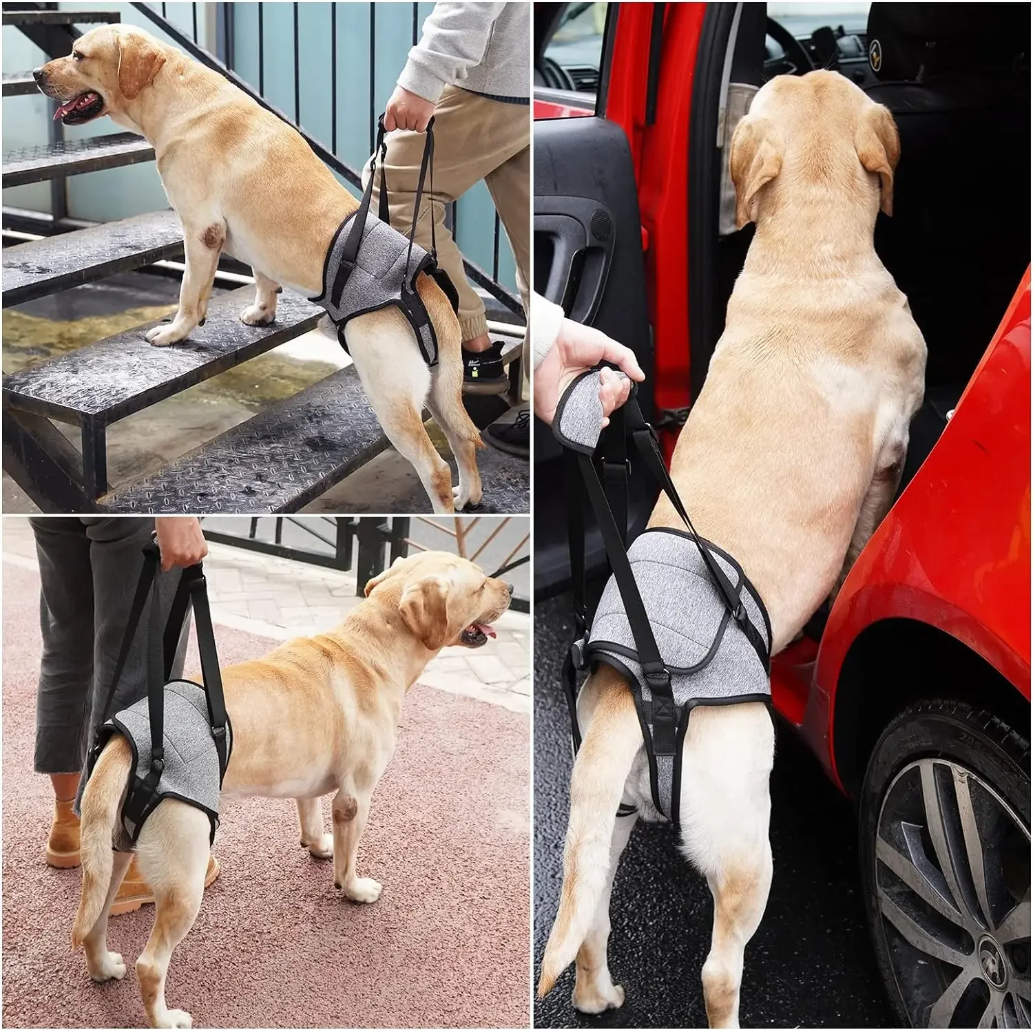 Harnais de Soutien Arrière pour Chien – Sangle de Levage Pattes Arrière | Aide Mobilité – Image 3
