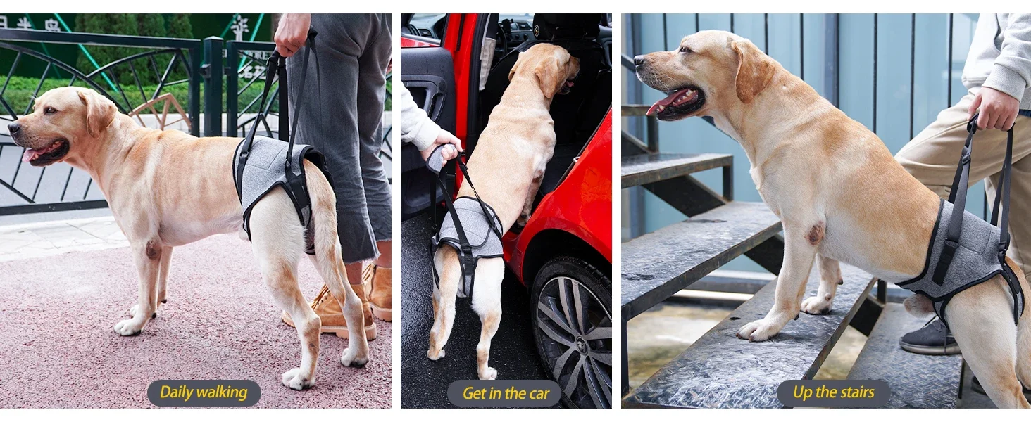 Harnais de Soutien Arrière pour Chien – Sangle de Levage Pattes Arrière | Aide Mobilité – Image 13