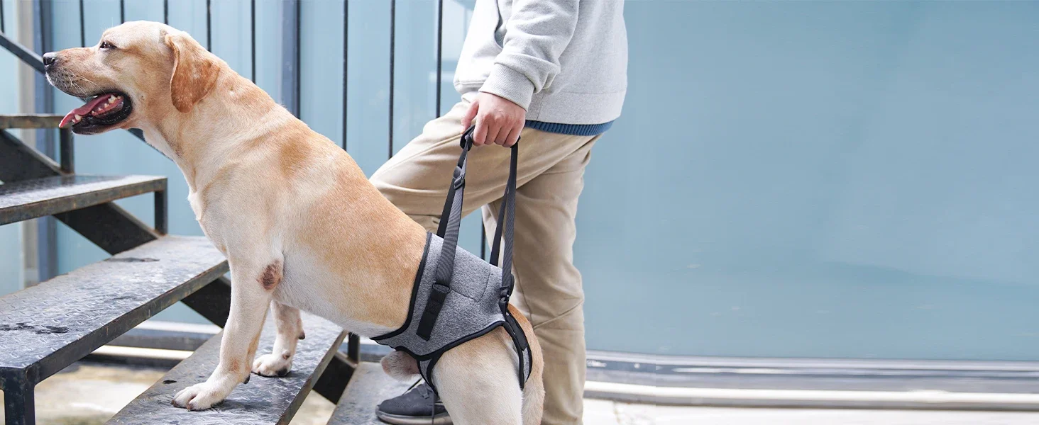 Harnais de Soutien Arrière pour Chien – Sangle de Levage Pattes Arrière | Aide Mobilité – Image 9