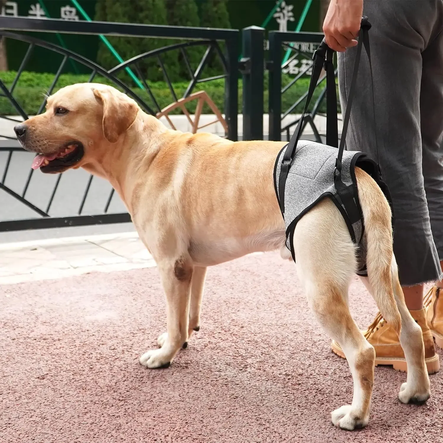 Harnais de Soutien Arrière pour Chien – Sangle de Levage Pattes Arrière | Aide Mobilité – Image 2