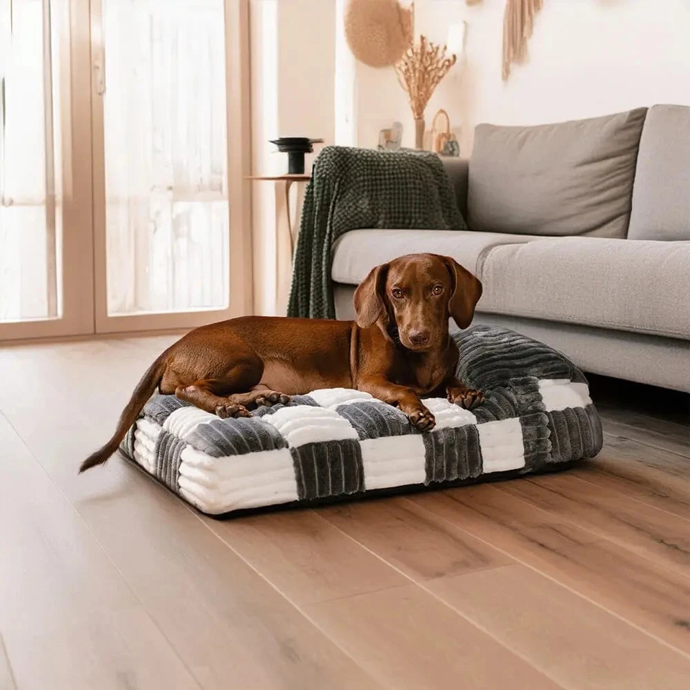 motif échiquier pour chien