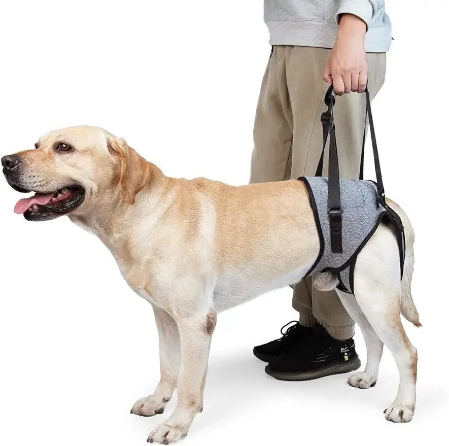 Harnais de Soutien Arrière pour Chien – Sangle de Levage Pattes Arrière | Aide Mobilité