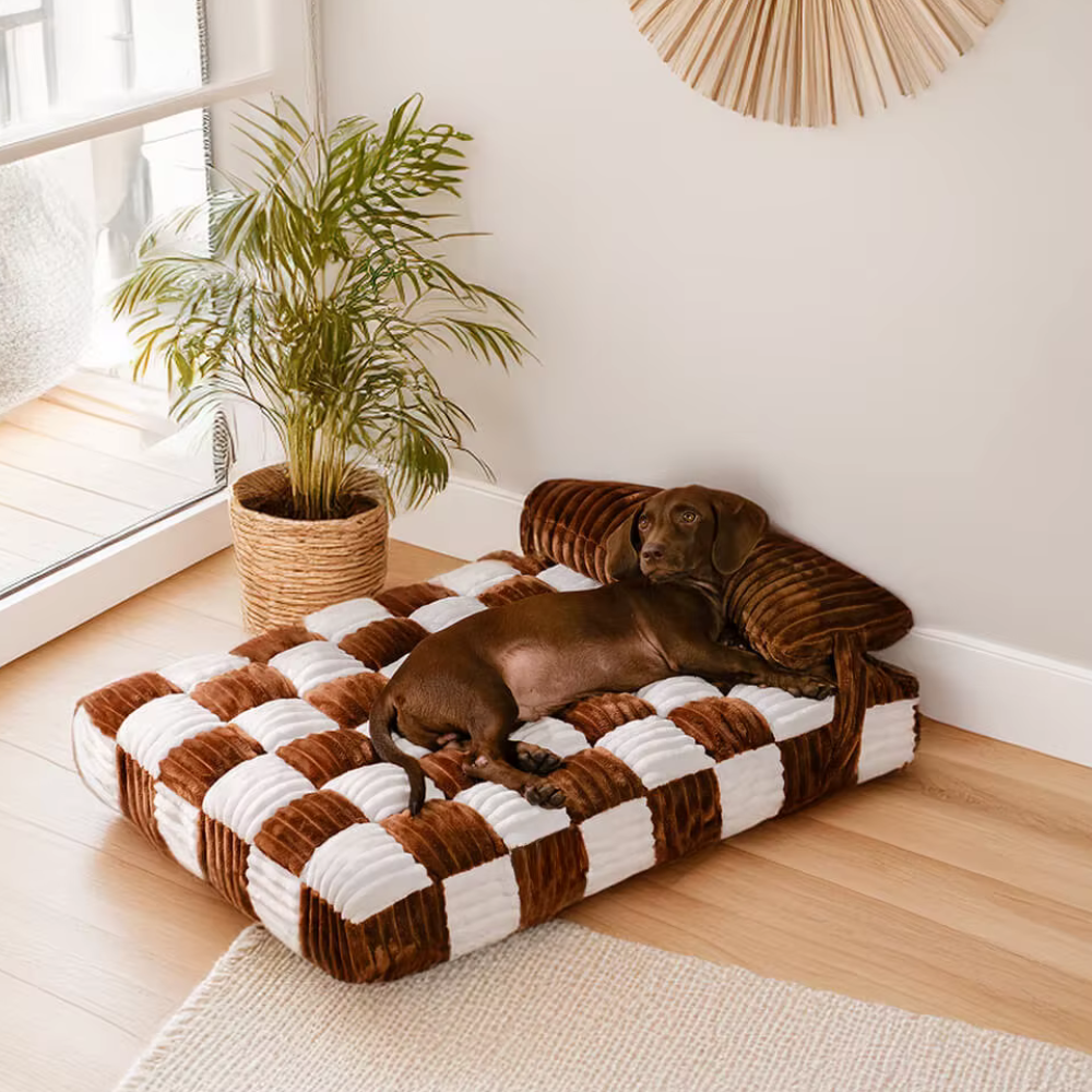 confort canapé chien