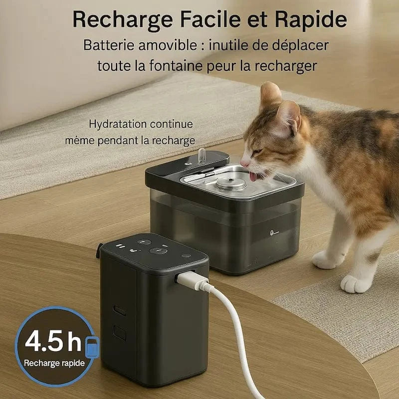 hydration saine pour chat