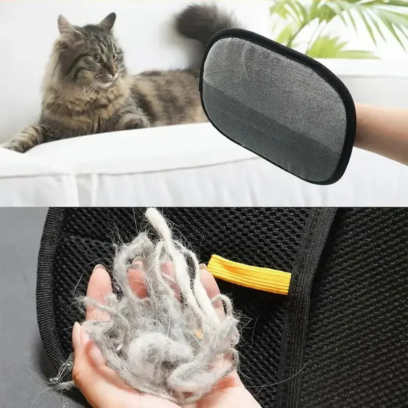 chat toiletté avec gant