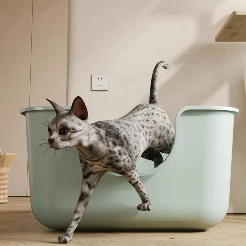 FéliXL pour Maine Coon