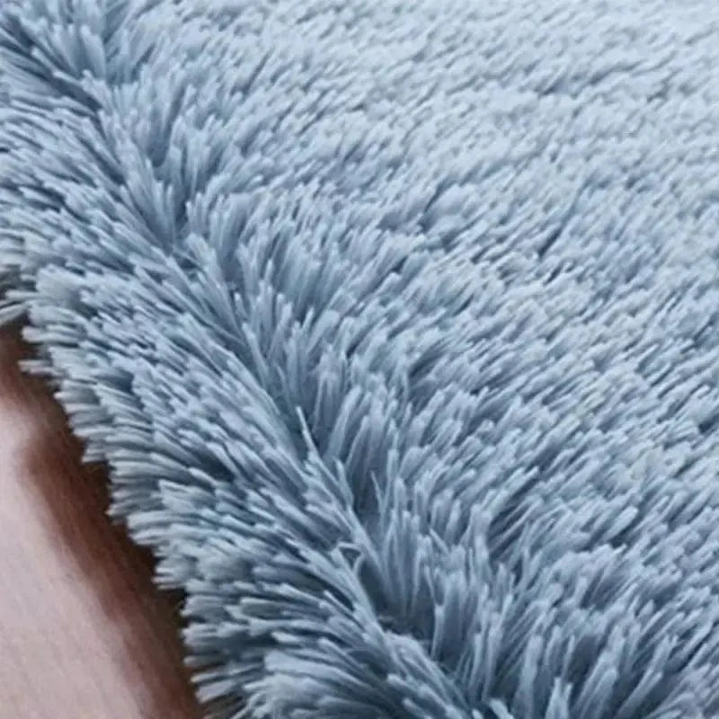 chaleur hiver chat